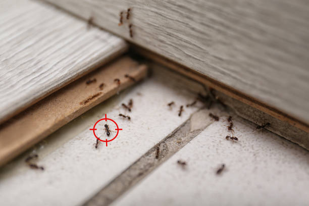 Reliable Cambria, IL Pest Control Solutions